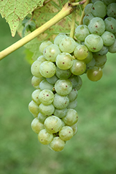 Brianna Grape (Vitis 'Brianna') at Peter Knippel Garden Centre