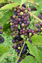 St. Croix Grape (Vitis 'St. Croix') at Lakeshore Garden Centres