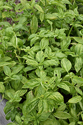 Dolly Basil (Ocimum basilicum 'Dolly') at Lakeshore Garden Centres