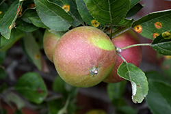 Arkansas Black Apple (Malus 'Arkansas Black') at Lakeshore Garden Centres