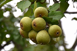 Thorn Pear (Pyrus communis 'Thorn') at Lakeshore Garden Centres