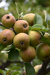 Brandy Pear (Pyrus communis 'Brandy') at Lakeshore Garden Centres