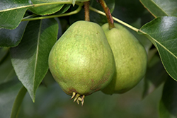 Burford Pear (Pyrus communis 'Burford') at Lakeshore Garden Centres