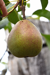 Cascade Pear (Pyrus communis 'Cascade') at Lakeshore Garden Centres
