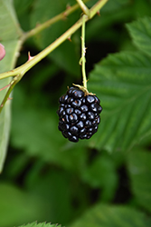 Illini Hardy Blackberry (Rubus 'Illini Hardy') at Green Thumb Garden Centre