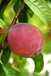Starfire Peach (Prunus persica 'Starfire') at Lakeshore Garden Centres