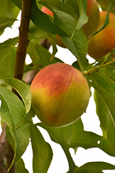 Coralstar Peach (Prunus persica 'Coralstar') at Lakeshore Garden Centres