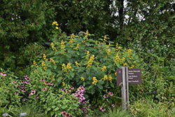 Wild Senna (Senna hebecarpa) at Green Thumb Garden Centre
