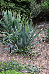 Excalibur Adam's Needle (Yucca filamentosa 'Excalibur') at Peter Knippel Garden Centre