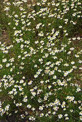 White Alpine Tickseed (Coreopsis alpina 'Alba') at Lakeshore Garden Centres