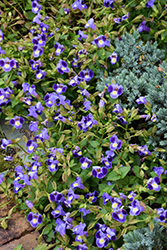 Catalina Midnight Blue Torenia (Torenia 'Dancat911') at Lakeshore Garden Centres