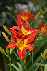 Baltimore Oriole Daylily (Hemerocallis 'Baltimore Oriole') at Lakeshore Garden Centres
