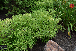 Tea of Heaven (Platycrater arguta) at Lakeshore Garden Centres