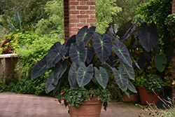 Mythic Black Velvet Jewel Alocasia (Alocasia reginula 'Black Velvet') at Golden Acre Home & Garden