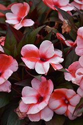 Clockwork Orange Stripe New Guinea Impatiens (Impatiens hawkeri 'Balceboripi') at Lakeshore Garden Centres