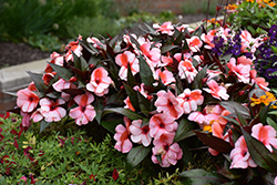 Clockwork Orange Stripe New Guinea Impatiens (Impatiens hawkeri 'Balceboripi') at Lakeshore Garden Centres
