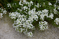 Featherlight White Lobularia (Lobularia maritima 'Featherlight White') at Lakeshore Garden Centres