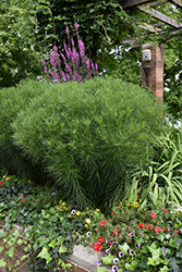 Bottlebrush Blazing Star (Liatris mucronata) at Lakeshore Garden Centres