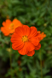 Sunset Orange Cosmos (Cosmos sulphureus 'Sunset Orange') at Lakeshore Garden Centres