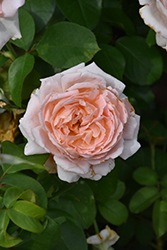 Empress Josephine Rose (Rosa 'Empress Josephine') at Lakeshore Garden Centres