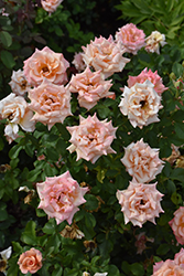 Singin' in the Rain Rose (Rosa 'Singin' in the Rain') at Lakeshore Garden Centres