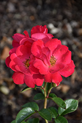 Brick House Pink Rose (Rosa 'Sprogreatpink') at Lakeshore Garden Centres