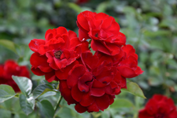 Lilli Marleen Rose (Rosa 'Lilli Marleen') at Lakeshore Garden Centres