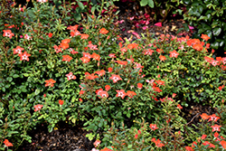 Gizmo Rose (Rosa 'Gizmo') at Lakeshore Garden Centres