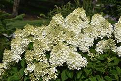 Low Tide Hydrangea (Hydrangea paniculata 'Silver Dollar') at Lakeshore Garden Centres