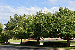 China Snow Pekin Lilac (Syringa pekinensis 'China Snow') at Lakeshore Garden Centres