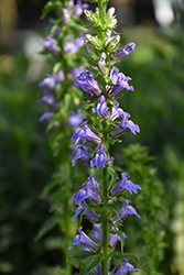 Great Blue Lobelia (Lobelia siphilitica 'Great Blue') at Lakeshore Garden Centres