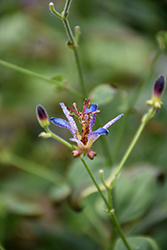 Dark Beauty Toad Lily (Tricyrtis formosana 'Dark Beauty') at Lakeshore Garden Centres