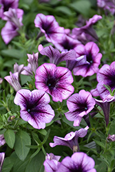 Cascadias Purple Ice Petunia (Petunia 'Cascadias Purple Ice') at Lakeshore Garden Centres
