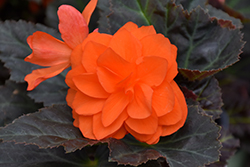I'Conia Portofino Hot Orange Begonia (Begonia 'I'Conia Portofino Hot Orange') at Lakeshore Garden Centres