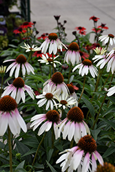 Pretty Parasols Coneflower (Echinacea 'JS Engeltje') at Lakeshore Garden Centres