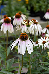 Pretty Parasols Coneflower (Echinacea 'JS Engeltje') at Lakeshore Garden Centres