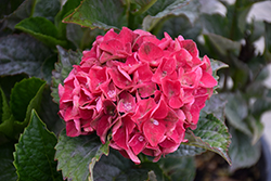 Magical Crimson Hydrangea (Hydrangea macrophylla 'Hortmagicri') at Lakeshore Garden Centres