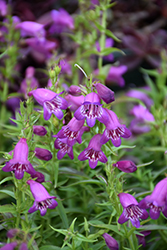 Harlequin Purple Beard Tongue (Penstemon 'TNPENHPU') at Lakeshore Garden Centres