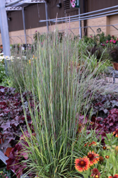 Prairie Munchkin Bluestem (Schizachyrium scoparium 'Prairie Munchkin') at Lakeshore Garden Centres