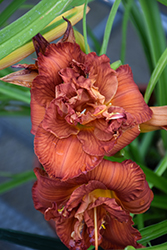 Orange You Lucky Daylily (Hemerocallis 'Orange You Lucky Returns') at Lakeshore Garden Centres