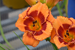 You Are My Sunshine Daylily (Hemerocallis 'You Are My Sunshine') at Golden Acre Home & Garden