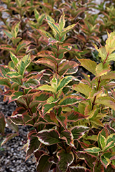 Mor-Colorful Weigela (Weigela florida 'Morcolzam') at Lakeshore Garden Centres