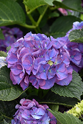 Seaside Serenade Newport Hydrangea (Hydrangea macrophylla 'HORTMANI') at Lakeshore Garden Centres