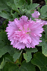 Spring Celebrities Pink Hollyhock (Alcea rosea 'Spring Celebrities Pink') at Lakeshore Garden Centres
