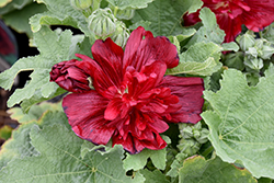 Spring Celebrities Red Hollyhock (Alcea rosea 'Spring Celebrities Red') at Lakeshore Garden Centres
