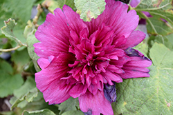 Spring Celebrities Purple Hollyhock (Alcea rosea 'Spring Celebrities Purple') at Lakeshore Garden Centres