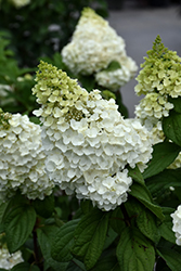 Moonrock Hydrangea (Hydrangea paniculata 'Kolmakilima') at Peter Knippel Garden Centre