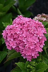 Starfield Hydrangea (Hydrangea macrophylla 'Hortmafarfa') at Lakeshore Garden Centres