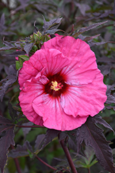 Inner Glow Hibiscus (Hibiscus 'Inner Glow') at Lakeshore Garden Centres