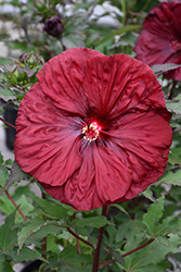 Blackberry Merlot Hibiscus (Hibiscus 'Blackberry Merlot') at Peter Knippel Garden Centre